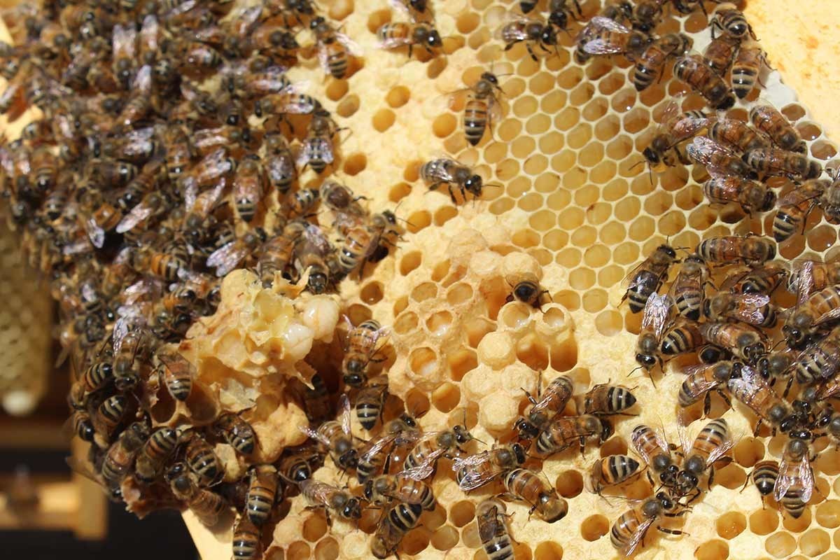 Čebele dojilje z matičnim mlečkom hranijo svoj zarod.
